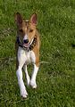 Basenji www.Dogobundi.de(1023)